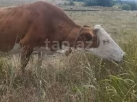 Cow, Red-spotted breed — photo 4