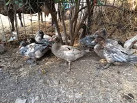 Ducks — 照片 6