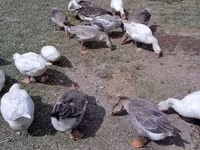 Geese — 照片 4