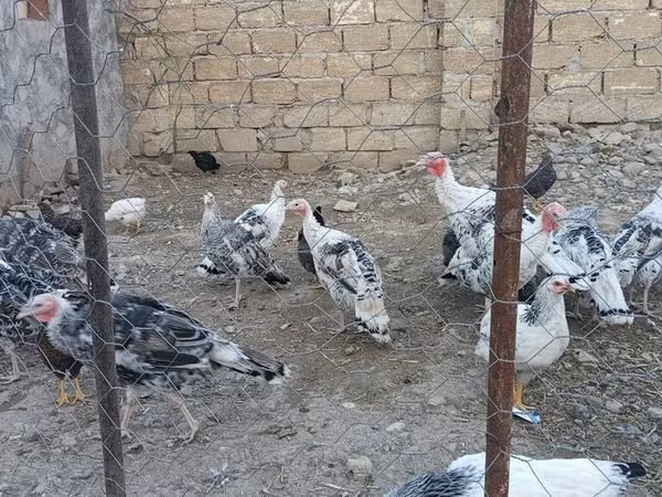 Turkeys — Azərbaycan