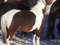 Cavalos (lote, sexo não especificado), Horse breed — foto 2