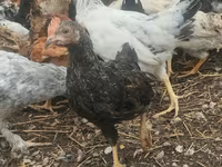 Chickens — photo 3