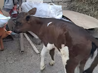 Bull, Holstein breed — photo 5