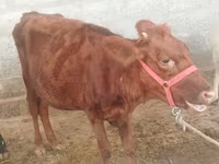 Krowa, Red Estonian cattle — zdjęcie 1