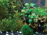 Anubias nana 10sm — фото 2