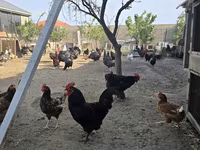 Chickens — photo 3