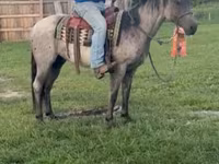घोड़ा, Quarter Horse — फ़ोटो 3