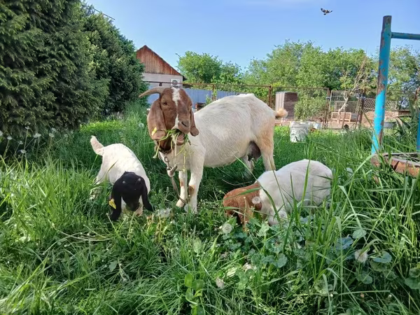 Dişi keçi, Boer goat