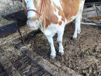 Buqa, Simmental cattle — 2-rasm