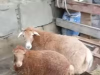 Sheep, Sheep — photo 1