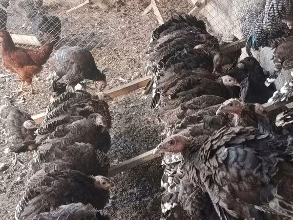 Bürünc