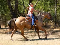 Cavalo, Quarter Horse — foto 6