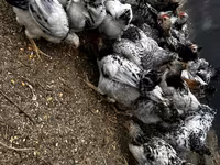 Chickens — photo 8