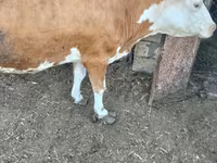 İnək, Simmental cattle — foto 2