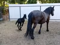 Stute, Friesian — Foto 4