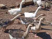 Geese — 照片 5