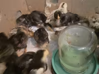 Australian Pit Game fowl — Foto 6