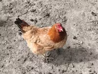 Chickens — फ़ोटो 2