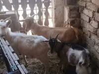 Cabras (lote, sexo não especificado), Cabras — foto 6
