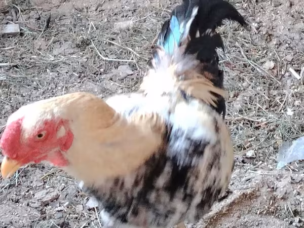 Chickens — Azərbaycan