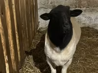 Ovce, Dorper sheep — foto 3