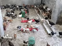 Chickens — photo 4