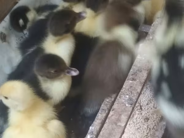 家养麝香鸭