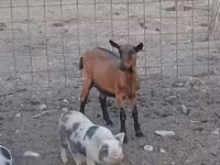 Коза, Alpine goat — фото 1