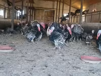 Australian Pit Game fowl — photo 3