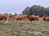 Krowa, Krowa limuzyńska — zdjęcie 1