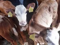 Buğa, Pinzgauer cattle — foto 1