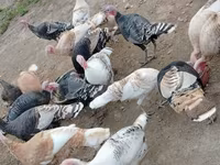 Turkeys — foto 5