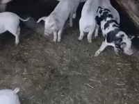 Eber, Schweine — Foto 2