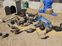 Ducks — Foto 6