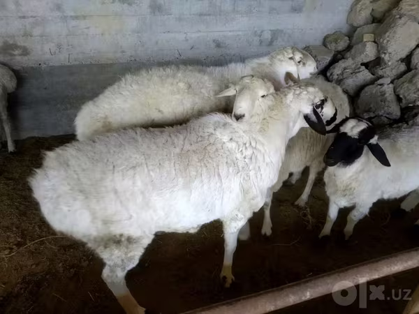 Carnero, Ovejas