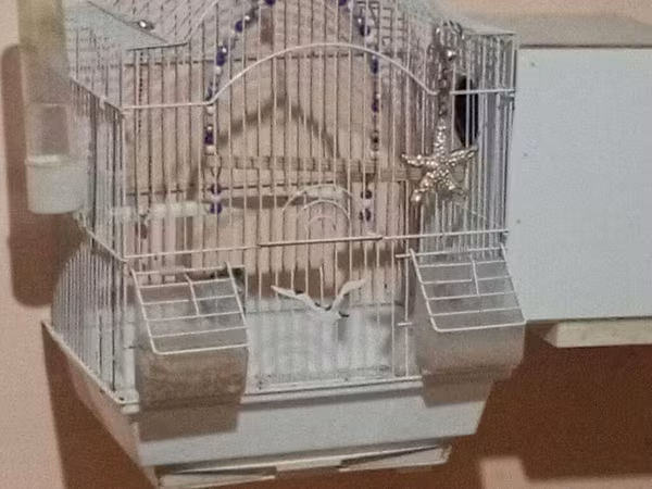 Tek disidi yuva qarışıq 50 azen