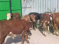सांड, मवेशी — फ़ोटो 8