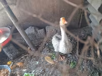 Geese — photo 7