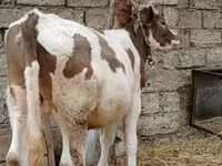 मवेशी (लॉट, लिंग निर्दिष्ट नहीं), मवेशी — फ़ोटो 6