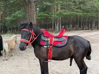 حصان, Shetland Pony — الصورة 2