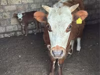 Корова, Latvian Blue cattle — фото 1