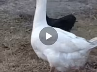 Geese — photo 1