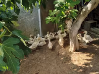Alman Pekin — foto 1