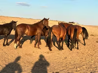 Kobyła, Mugalzhar horse — zdjęcie 3