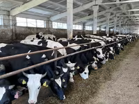 İnək, Yaroslavl cattle — foto 2