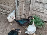 Domestic Muscovy — photo 3