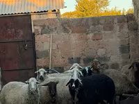 Qoyun, Qoyunlar — foto 4