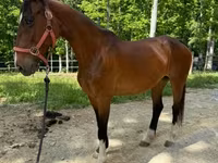 Madyan, Dutch warmblood horse — foto 6