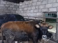 Bulle, Russian Black pied cattle — Foto 2