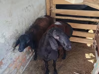 Ram, Rhon sheep — photo 3